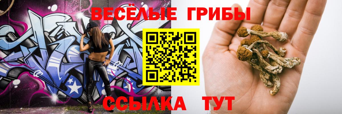 Галлюциногенные грибы Psilocybe Карачаевск